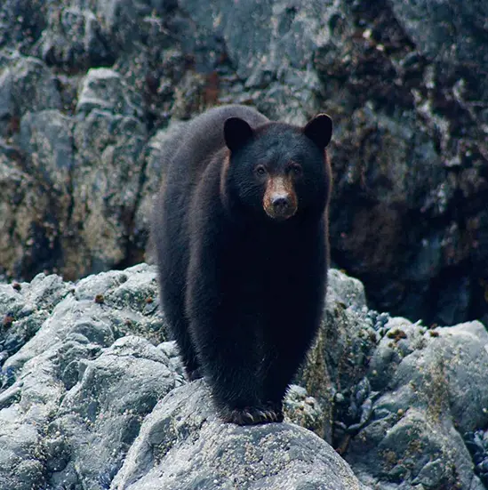 ORIGINAL GLAMPING - LUXURY CAMP WORLDWIDE - NUUK FJORD - CANADA - CLAYOQUOT WILDERNESS