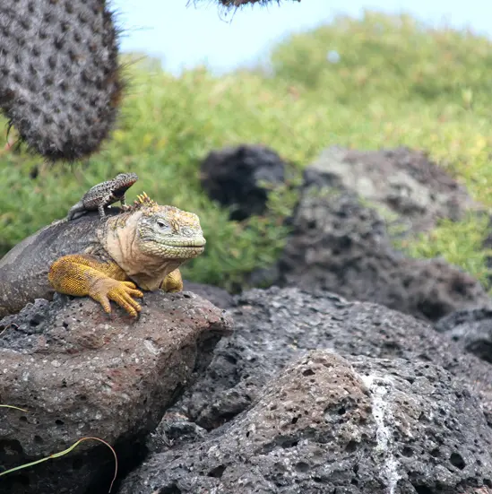 ORIGINAL GLAMPING - LUXURY CAMP WORLDWIDE - GALAPAGOS SAFARI CAMP - ECUADOR